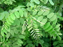 black locust  